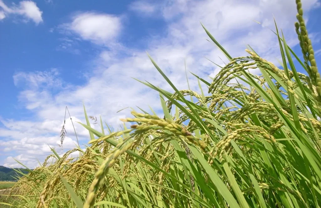 Image illustrating the three main types of rice globally: Japonica, Indica, and Javanica.